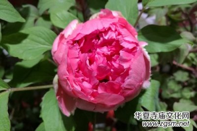 山西省牡丹園“首屆迎新春牡丹鮮花展”完美收官
