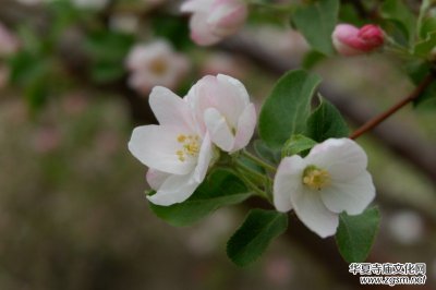 孫建軍攝影:“花之貴妃”——詩詞里的海棠花